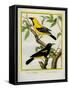 Black-Hooded Oriole and Hispaniolan Oriole Formerly, Greater Antillean Oriole-Georges-Louis Buffon-Framed Stretched Canvas