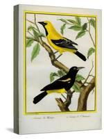 Black-Hooded Oriole and Hispaniolan Oriole Formerly, Greater Antillean Oriole-Georges-Louis Buffon-Stretched Canvas