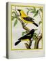 Black-Hooded Oriole and Hispaniolan Oriole Formerly, Greater Antillean Oriole-Georges-Louis Buffon-Stretched Canvas