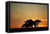 Black Hook-Lipped Rhino Mating at Sunset-null-Framed Stretched Canvas