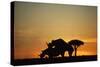 Black Hook-Lipped Rhino Mating at Sunset-null-Stretched Canvas