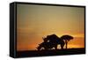 Black Hook-Lipped Rhino Mating at Sunset-null-Framed Stretched Canvas