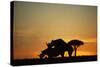 Black Hook-Lipped Rhino Mating at Sunset-null-Stretched Canvas