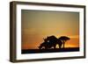 Black Hook-Lipped Rhino Mating at Sunset-null-Framed Premium Photographic Print