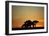 Black Hook-Lipped Rhino Mating at Sunset-null-Framed Premium Photographic Print