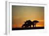 Black Hook-Lipped Rhino Mating at Sunset-null-Framed Premium Photographic Print