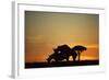 Black Hook-Lipped Rhino Mating at Sunset-null-Framed Photographic Print