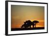 Black Hook-Lipped Rhino Mating at Sunset-null-Framed Photographic Print