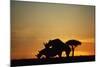 Black Hook-Lipped Rhino Mating at Sunset-null-Mounted Photographic Print