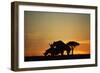 Black Hook-Lipped Rhino Mating at Sunset-null-Framed Photographic Print