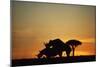 Black Hook-Lipped Rhino Mating at Sunset-null-Mounted Photographic Print