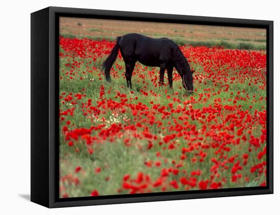 Black Horse in a Poppy Field, Chianti, Tuscany, Italy, Europe-Patrick Dieudonne-Framed Stretched Canvas