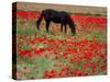 Black Horse in a Poppy Field, Chianti, Tuscany, Italy, Europe-Patrick Dieudonne-Stretched Canvas