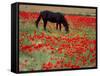 Black Horse in a Poppy Field, Chianti, Tuscany, Italy, Europe-Patrick Dieudonne-Framed Stretched Canvas