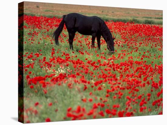 Black Horse in a Poppy Field, Chianti, Tuscany, Italy, Europe-Patrick Dieudonne-Stretched Canvas