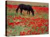 Black Horse in a Poppy Field, Chianti, Tuscany, Italy, Europe-Patrick Dieudonne-Stretched Canvas