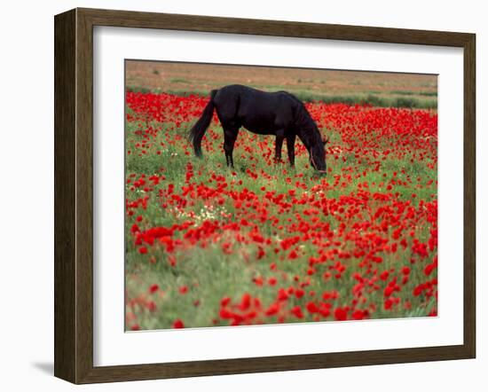 Black Horse in a Poppy Field, Chianti, Tuscany, Italy, Europe-Patrick Dieudonne-Framed Photographic Print