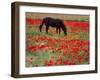 Black Horse in a Poppy Field, Chianti, Tuscany, Italy, Europe-Patrick Dieudonne-Framed Photographic Print