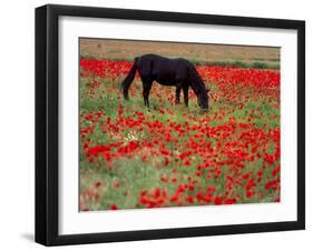 Black Horse in a Poppy Field, Chianti, Tuscany, Italy, Europe-Patrick Dieudonne-Framed Photographic Print