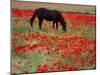 Black Horse in a Poppy Field, Chianti, Tuscany, Italy, Europe-Patrick Dieudonne-Mounted Photographic Print