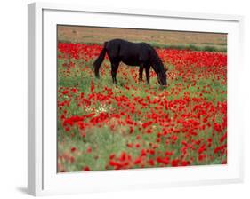 Black Horse in a Poppy Field, Chianti, Tuscany, Italy, Europe-Patrick Dieudonne-Framed Photographic Print