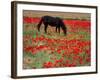 Black Horse in a Poppy Field, Chianti, Tuscany, Italy, Europe-Patrick Dieudonne-Framed Photographic Print