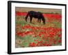 Black Horse in a Poppy Field, Chianti, Tuscany, Italy, Europe-Patrick Dieudonne-Framed Photographic Print