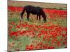 Black Horse in a Poppy Field, Chianti, Tuscany, Italy, Europe-Patrick Dieudonne-Mounted Photographic Print