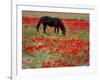 Black Horse in a Poppy Field, Chianti, Tuscany, Italy, Europe-Patrick Dieudonne-Framed Photographic Print