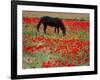 Black Horse in a Poppy Field, Chianti, Tuscany, Italy, Europe-Patrick Dieudonne-Framed Photographic Print