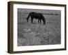 Black Horse in a Poppy Field, Chianti, Tuscany, Italy, Europe-Patrick Dieudonne-Framed Photographic Print