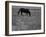 Black Horse in a Poppy Field, Chianti, Tuscany, Italy, Europe-Patrick Dieudonne-Framed Photographic Print