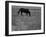 Black Horse in a Poppy Field, Chianti, Tuscany, Italy, Europe-Patrick Dieudonne-Framed Photographic Print