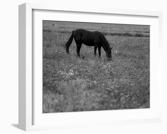 Black Horse in a Poppy Field, Chianti, Tuscany, Italy, Europe-Patrick Dieudonne-Framed Photographic Print