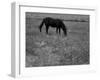 Black Horse in a Poppy Field, Chianti, Tuscany, Italy, Europe-Patrick Dieudonne-Framed Photographic Print