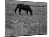 Black Horse in a Poppy Field, Chianti, Tuscany, Italy, Europe-Patrick Dieudonne-Mounted Photographic Print