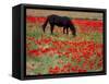 Black Horse in a Poppy Field, Chianti, Tuscany, Italy, Europe-Patrick Dieudonne-Framed Stretched Canvas