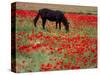 Black Horse in a Poppy Field, Chianti, Tuscany, Italy, Europe-Patrick Dieudonne-Stretched Canvas