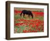 Black Horse in a Poppy Field, Chianti, Tuscany, Italy, Europe-Patrick Dieudonne-Framed Photographic Print