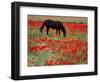 Black Horse in a Poppy Field, Chianti, Tuscany, Italy, Europe-Patrick Dieudonne-Framed Photographic Print