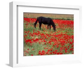 Black Horse in a Poppy Field, Chianti, Tuscany, Italy, Europe-Patrick Dieudonne-Framed Photographic Print