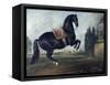 Black Horse Performing the Courbette-Johann Georg de Hamilton-Framed Stretched Canvas