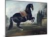 Black Horse Performing the Courbette-Johann Georg de Hamilton-Mounted Giclee Print