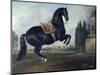 Black Horse Performing the Courbette-Johann Georg de Hamilton-Mounted Giclee Print