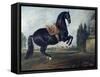 Black Horse Performing the Courbette-Johann Georg de Hamilton-Framed Stretched Canvas