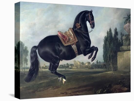 Black Horse Performing the Courbette-Johann Georg de Hamilton-Stretched Canvas
