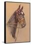 Black Horse with White Blaze-null-Framed Stretched Canvas