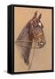 Black Horse with White Blaze-null-Framed Stretched Canvas