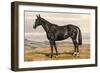 Black Horse with White Blaze-null-Framed Art Print