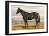 Black Horse with White Blaze-null-Framed Art Print